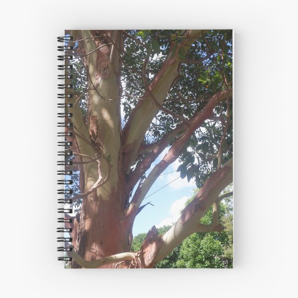 Aperçu de l'œuvre Écorce qui se détache - Arbre de rue Nowra NSW créée et vendue par Surverta.