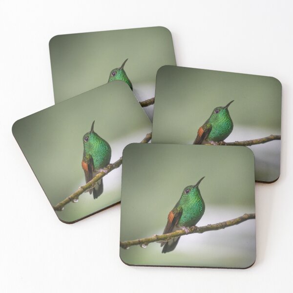 Item preview, Rufous-tailed Hummingbird Portrait – Wild Rainforest Wildlife Photography Costa Rica designed and sold by WildFrameNature.