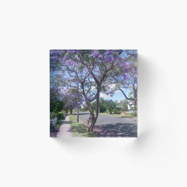 Aperçu de l'œuvre Jacarandas en fleurs - Rue résidentielle de Nowra créée et vendue par Surverta.