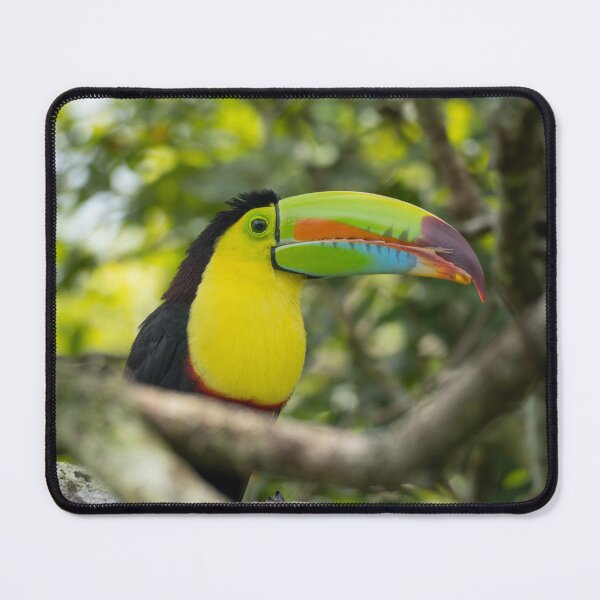 Item preview, Keel-Billed Toucan Wildlife Photography – Tropical Rainforest Bird Costa Rica designed and sold by WildFrameNature.