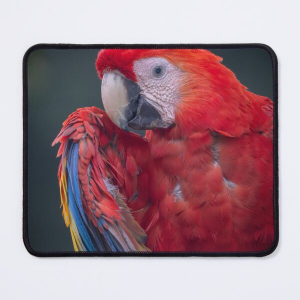 Item preview, Scarlet Macaw Portrait – Wild Tropical Parrot Photography Costa Rica designed and sold by WildFrameNature.
