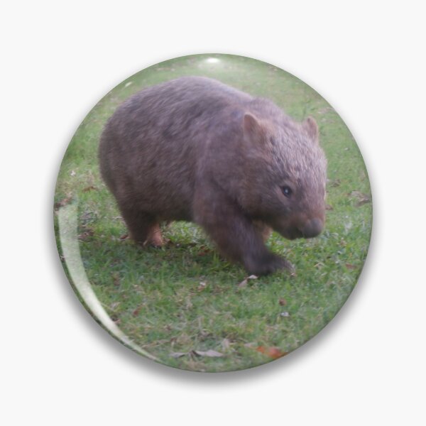 Item preview, Common Wombat Grazing - Bendeela, Shoalhaven NSW designed and sold by Surverta.