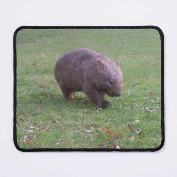 Item preview, Common Wombat Grazing - Bendeela, Shoalhaven NSW designed and sold by Surverta.