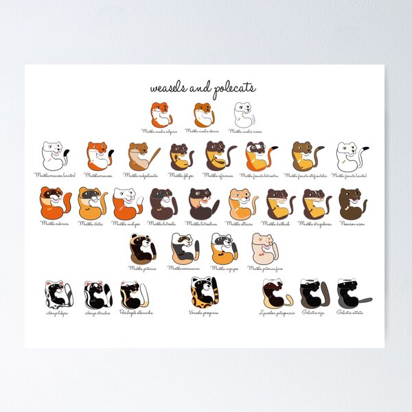 Item preview, Weasels and Polecats designed and sold by belettelepink.