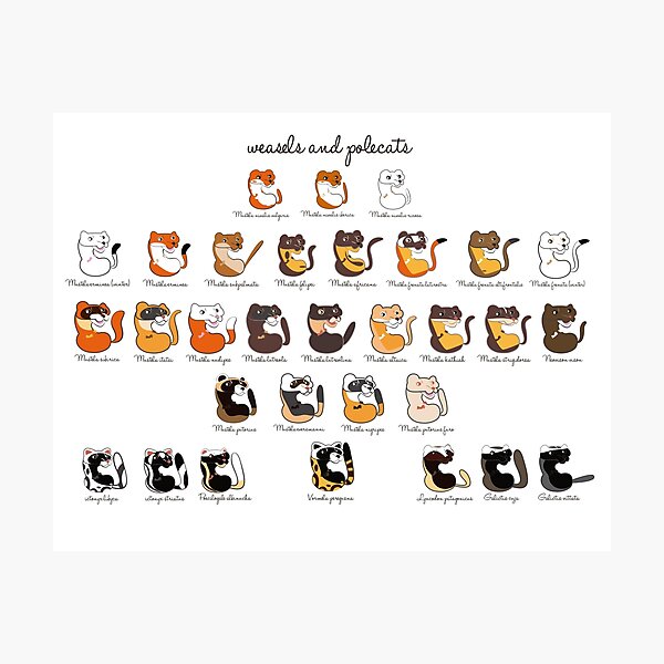 Item preview, Weasels and Polecats designed and sold by belettelepink.
