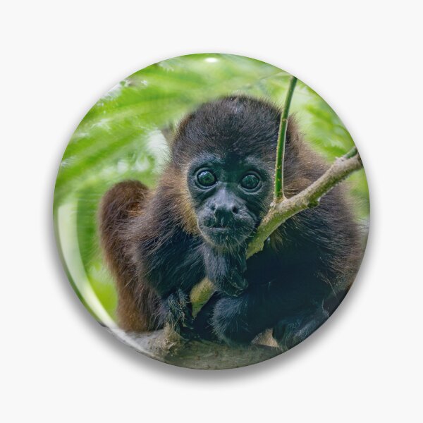 Item preview, Baby Howler Monkey Portrait – Wild Rainforest Wildlife Photography Costa Rica designed and sold by WildFrameNature.