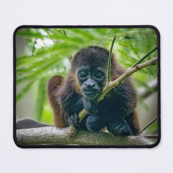 Item preview, Baby Howler Monkey Portrait – Wild Rainforest Wildlife Photography Costa Rica designed and sold by WildFrameNature.