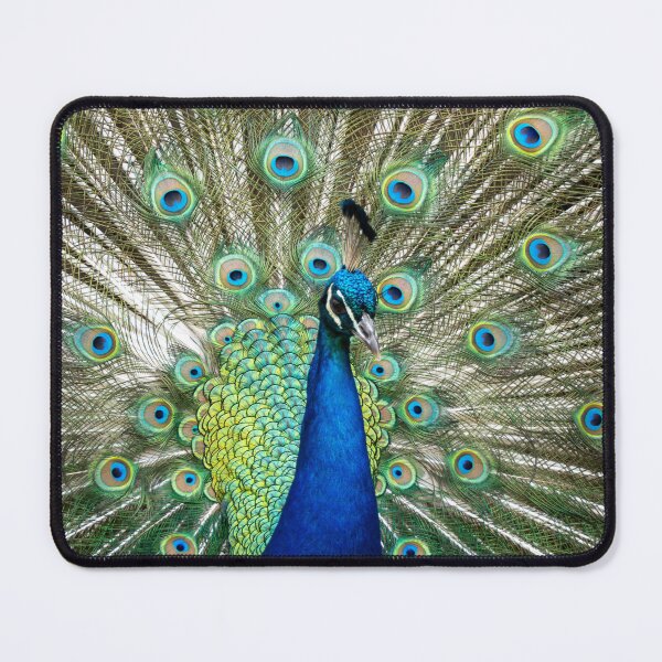 Item preview, Peacock Full Display – Exotic Bird Photography, Colorful Feather Wall Art designed and sold by WildFrameNature.