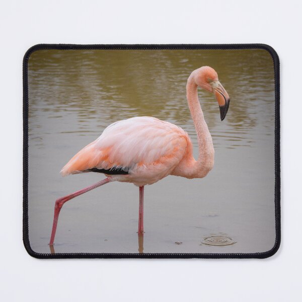Item preview, Pink Flamingo Reflection – Wild Galapagos Wildlife Photography, Water Mirror designed and sold by WildFrameNature.
