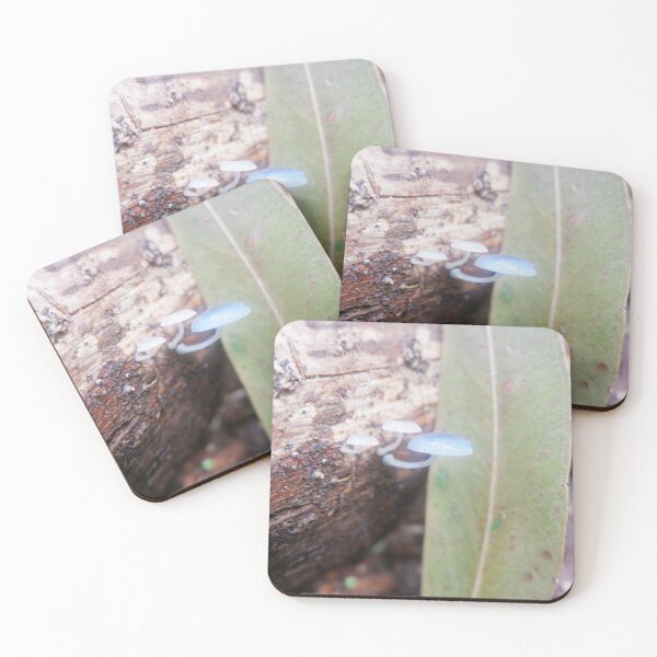Item preview, Pixie's Parasol Fungi — Namadgi National Park designed and sold by Surverta.