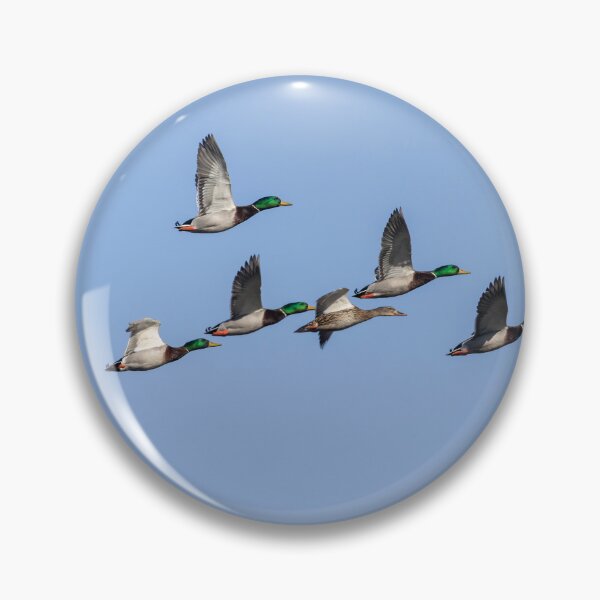 Item preview, Flock of Mallard Ducks 2-26-2026 designed and sold by Thomasyoung.