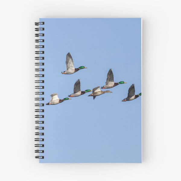 Item preview, Flock of Mallard Ducks 2-26-2026 designed and sold by Thomasyoung.