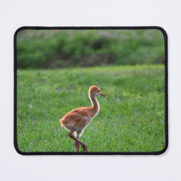 Item preview, Young Crane in Green Field designed and sold by MercerImages.