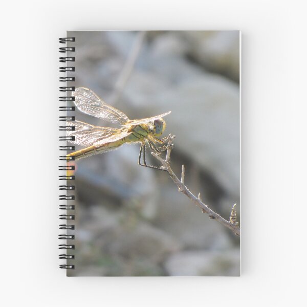 Item preview, Yellow Dragonfly Close-Up Perched on Twig With Sunlit Wings Over Blurred Natural Background designed and sold by Nmallia.