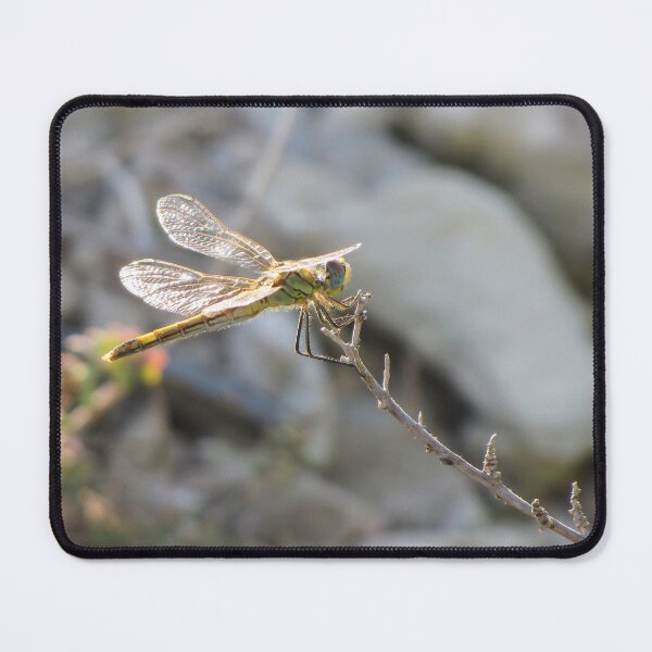 Item preview, Yellow Dragonfly Close-Up Perched on Twig With Sunlit Wings Over Blurred Natural Background designed and sold by Nmallia.
