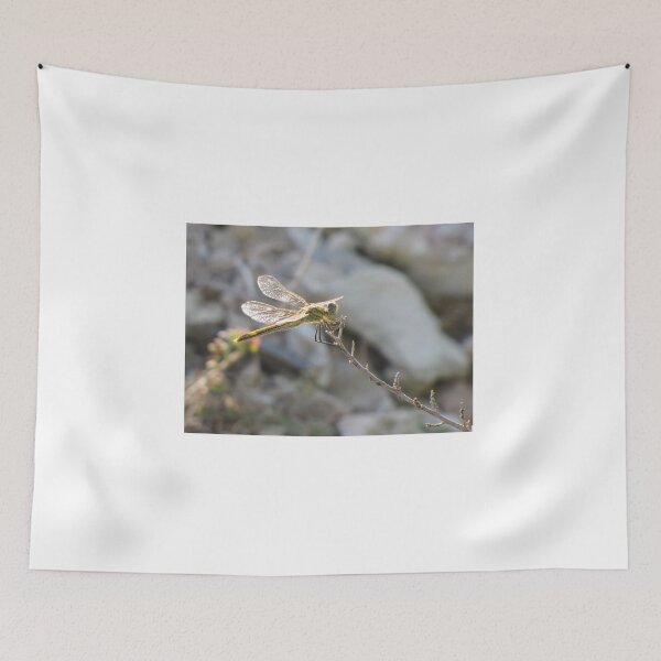 Item preview, Yellow Dragonfly Close-Up Perched on Twig With Sunlit Wings Over Blurred Natural Background designed and sold by Nmallia.