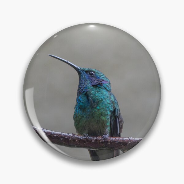 Item preview, Lesser Violetear Hummingbird in Rain – Wild Costa Rica Bird Photography designed and sold by WildFrameNature.
