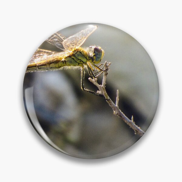 Item preview, Yellow Dragonfly Close-Up Perched on Twig With Sunlit Wings Over Blurred Natural Background designed and sold by Nmallia.