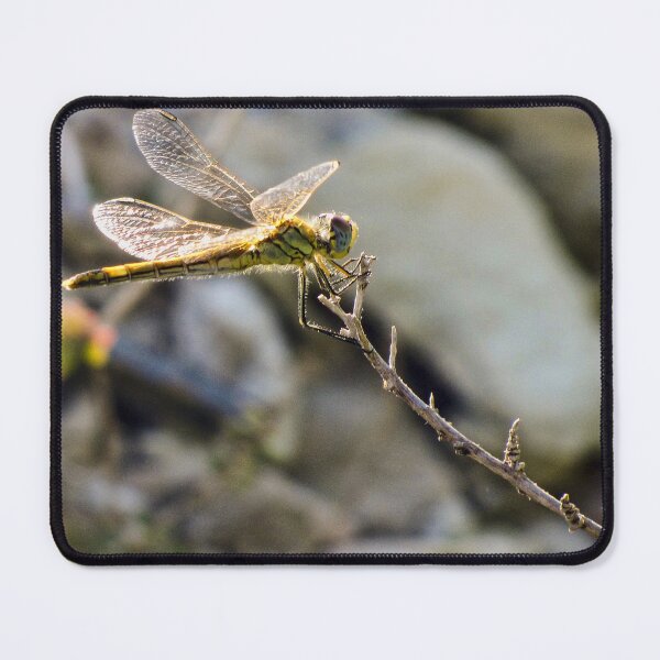 Item preview, Yellow Dragonfly Close-Up Perched on Twig With Sunlit Wings Over Blurred Natural Background designed and sold by Nmallia.