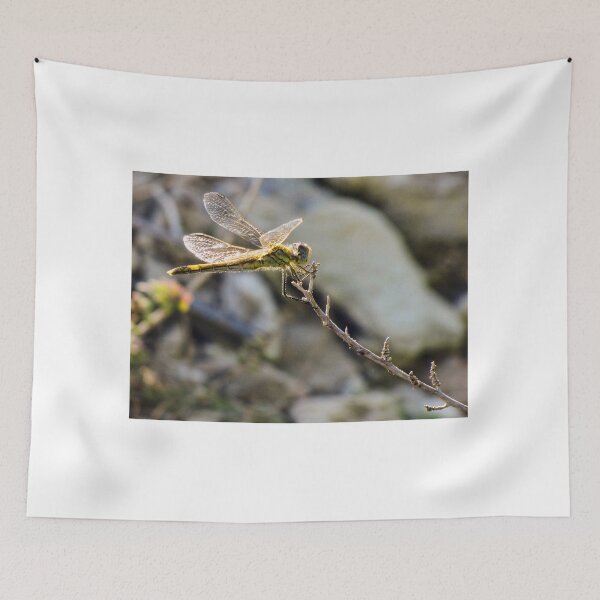 Item preview, Yellow Dragonfly Close-Up Perched on Twig With Sunlit Wings Over Blurred Natural Background designed and sold by Nmallia.
