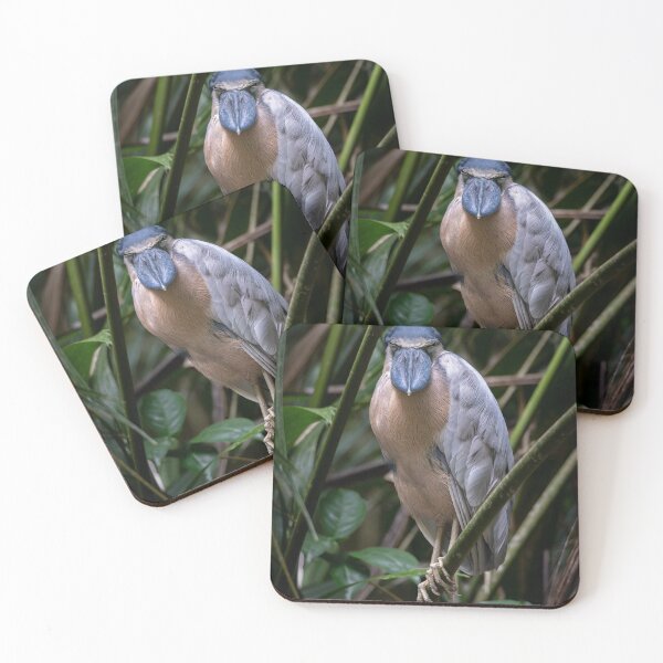 Item preview, Boat-billed Heron Portrait – Rare Rainforest Bird Photography Costa Rica designed and sold by WildFrameNature.