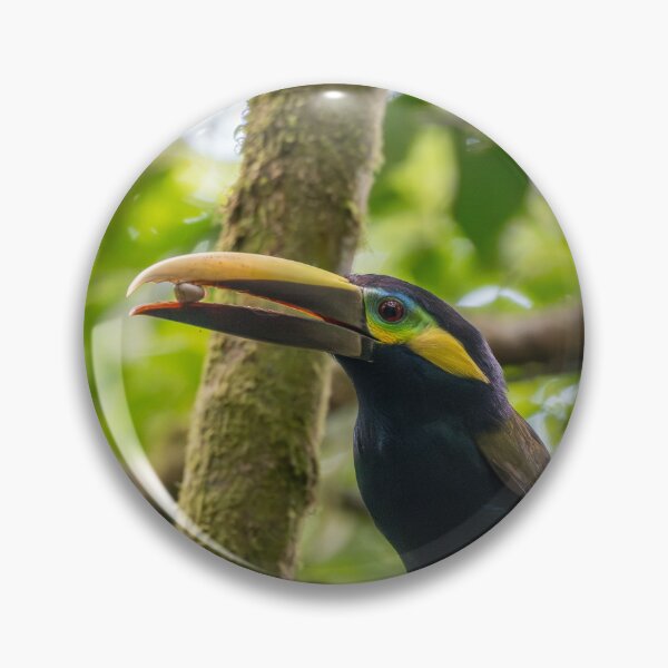 Item preview, Chestnut-mandibled Toucan Eating – Wild Rainforest Bird Photography Costa Rica designed and sold by WildFrameNature.