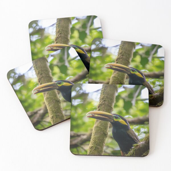 Item preview, Chestnut-mandibled Toucan Eating – Wild Rainforest Bird Photography Costa Rica designed and sold by WildFrameNature.