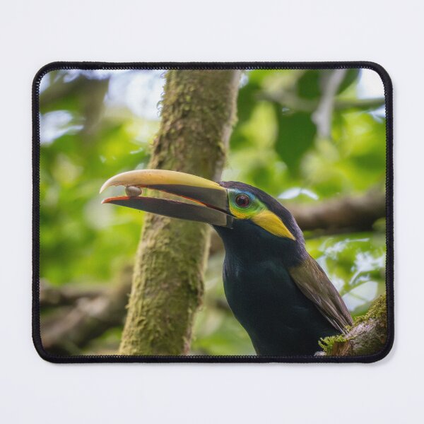 Item preview, Chestnut-mandibled Toucan Eating – Wild Rainforest Bird Photography Costa Rica designed and sold by WildFrameNature.