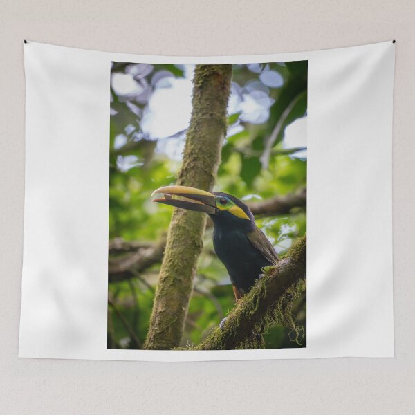 Item preview, Chestnut-mandibled Toucan Eating – Wild Rainforest Bird Photography Costa Rica designed and sold by WildFrameNature.