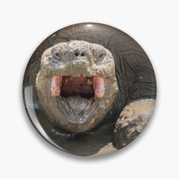 Item preview, Galapagos Giant Tortoise Roaring – Wild Wildlife Photography Ecuador, Funny Animal Art designed and sold by WildFrameNature.