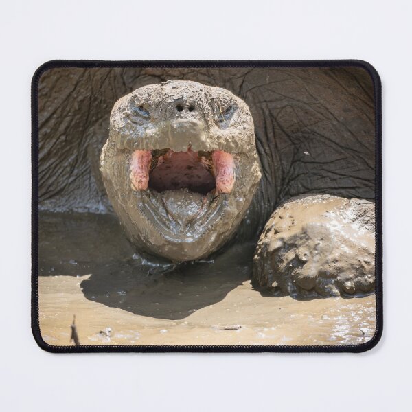 Item preview, Galapagos Giant Tortoise Roaring – Wild Wildlife Photography Ecuador, Funny Animal Art designed and sold by WildFrameNature.