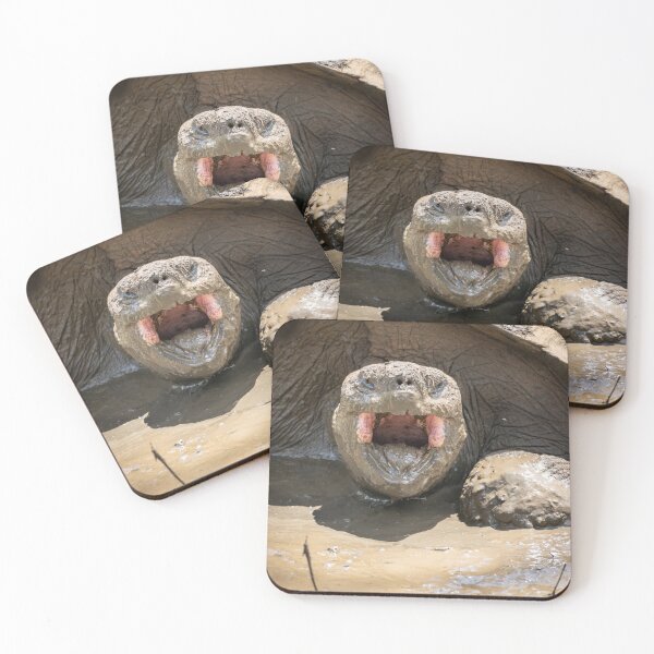 Item preview, Galapagos Giant Tortoise Roaring – Wild Wildlife Photography Ecuador, Funny Animal Art designed and sold by WildFrameNature.
