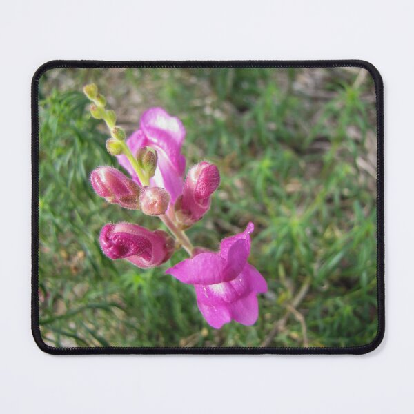 Item preview, Pink Wildflower Close-Up With Buds and Green Blurred Background designed and sold by Nmallia.