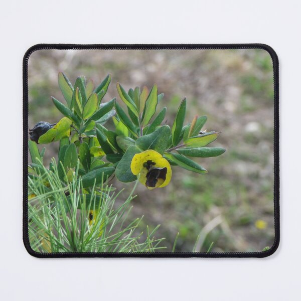 Item preview, Close-Up Of Yellow Cup Flowers And Green Shrub Leaves In Natural Outdoor Habitat designed and sold by Nmallia.