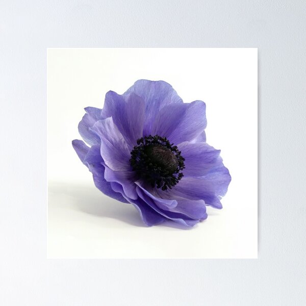 Item preview, Flor de anémona 2 designed and sold by LittleBettyMakes.