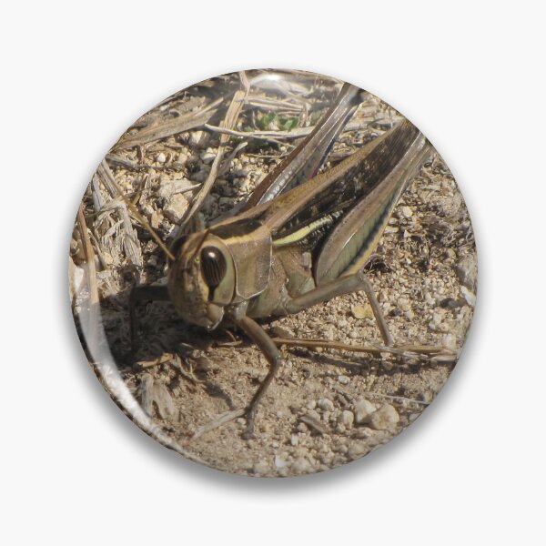 Item preview, Sunlit Close-Up Grasshopper on Dry Ground Among Rocks and Twigs in Natural Habitat Macro Photo designed and sold by Nmallia.