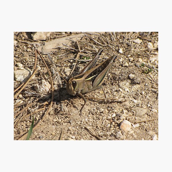 Item preview, Sunlit Close-Up Grasshopper on Dry Ground Among Rocks and Twigs in Natural Habitat Macro Photo designed and sold by Nmallia.