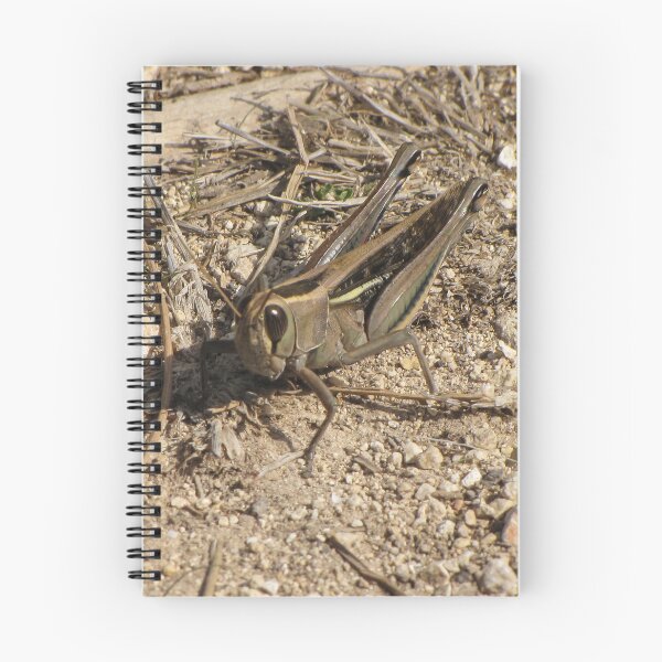 Item preview, Sunlit Close-Up Grasshopper on Dry Ground Among Rocks and Twigs in Natural Habitat Macro Photo designed and sold by Nmallia.