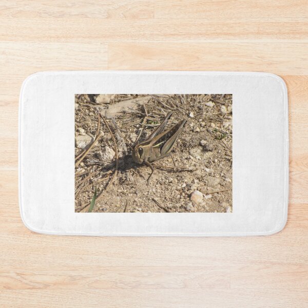 Item preview, Sunlit Close-Up Grasshopper on Dry Ground Among Rocks and Twigs in Natural Habitat Macro Photo designed and sold by Nmallia.