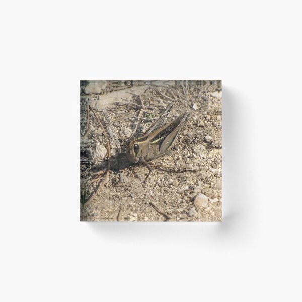 Item preview, Sunlit Close-Up Grasshopper on Dry Ground Among Rocks and Twigs in Natural Habitat Macro Photo designed and sold by Nmallia.