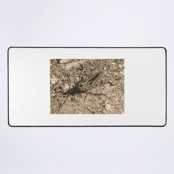 Item preview, Sunlit Close-Up Grasshopper on Dry Ground Among Rocks and Twigs in Natural Habitat Macro Photo designed and sold by Nmallia.