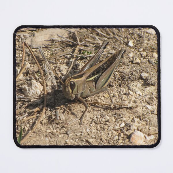 Item preview, Sunlit Close-Up Grasshopper on Dry Ground Among Rocks and Twigs in Natural Habitat Macro Photo designed and sold by Nmallia.