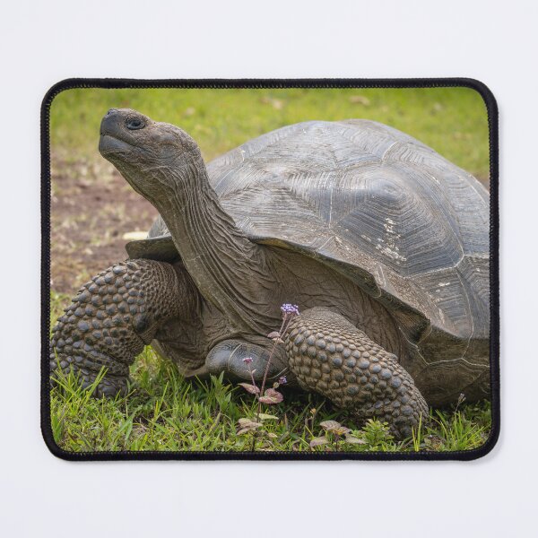 Item preview, Galapagos Giant Tortoise – Ancient Wildlife Photography Ecuador, Majestic Reptile Art designed and sold by WildFrameNature.