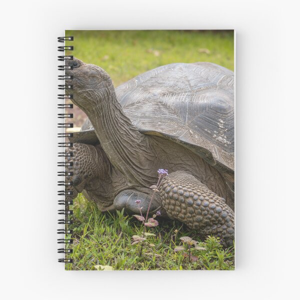 Item preview, Galapagos Giant Tortoise – Ancient Wildlife Photography Ecuador, Majestic Reptile Art designed and sold by WildFrameNature.
