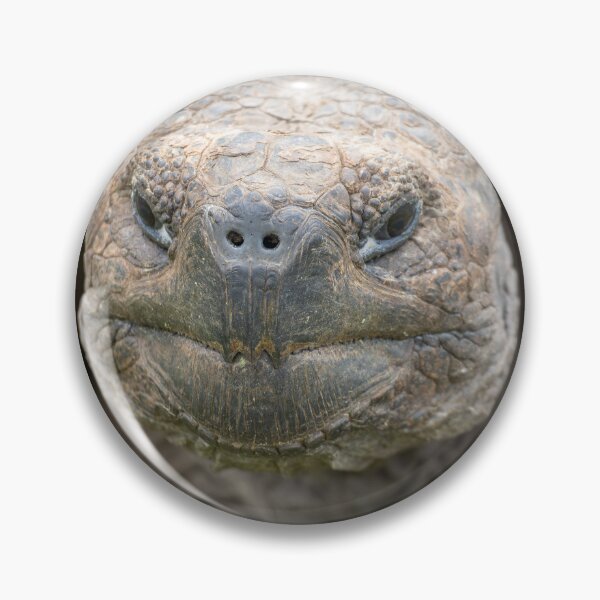 Item preview, Smiling Galapagos Giant Tortoise Close-up – Ancient Wildlife Photography Ecuador designed and sold by WildFrameNature.