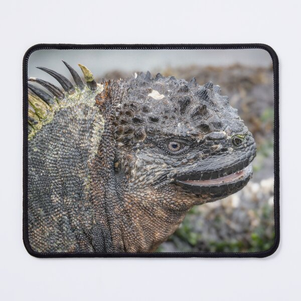 Item preview, Galapagos Marine Iguana Portrait – Prehistoric Wildlife Photography Ecuador designed and sold by WildFrameNature.
