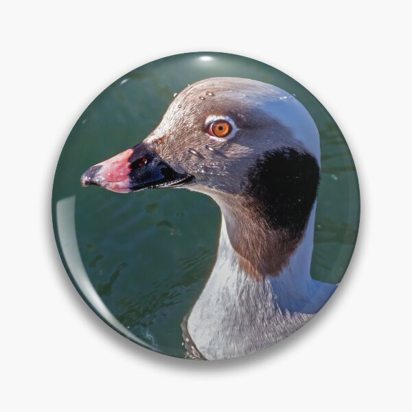 Item preview, The long-tailed duck  designed and sold by Tom McPherson Photography.