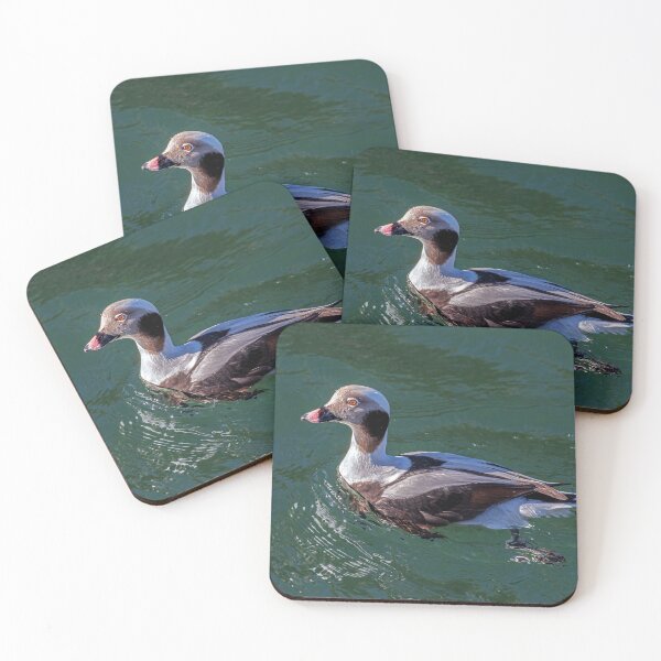 Item preview, The long-tailed duck  designed and sold by Tom McPherson Photography.
