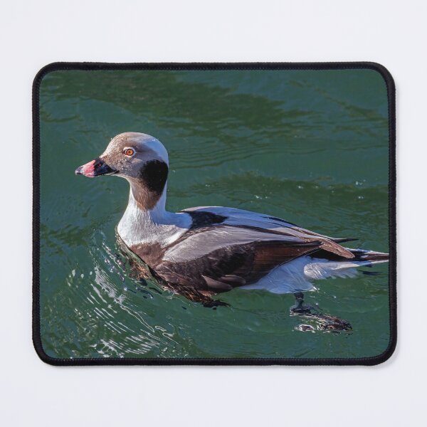 Item preview, The long-tailed duck  designed and sold by Tom McPherson Photography.