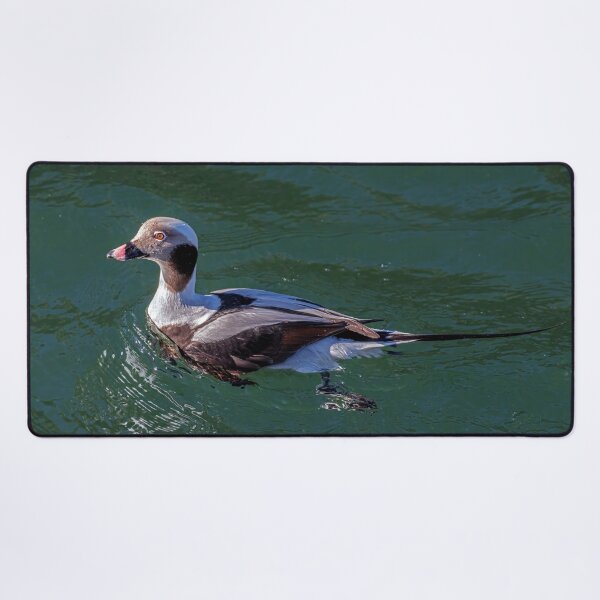 Item preview, The long-tailed duck  designed and sold by Tom McPherson Photography.